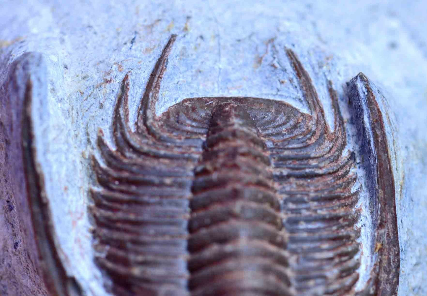 Xiphogonium trautensteinesis