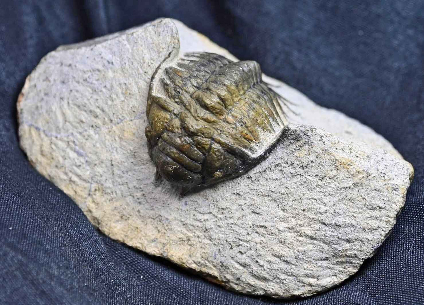 Pilletopeltis  (Crotalocephalus) maurus