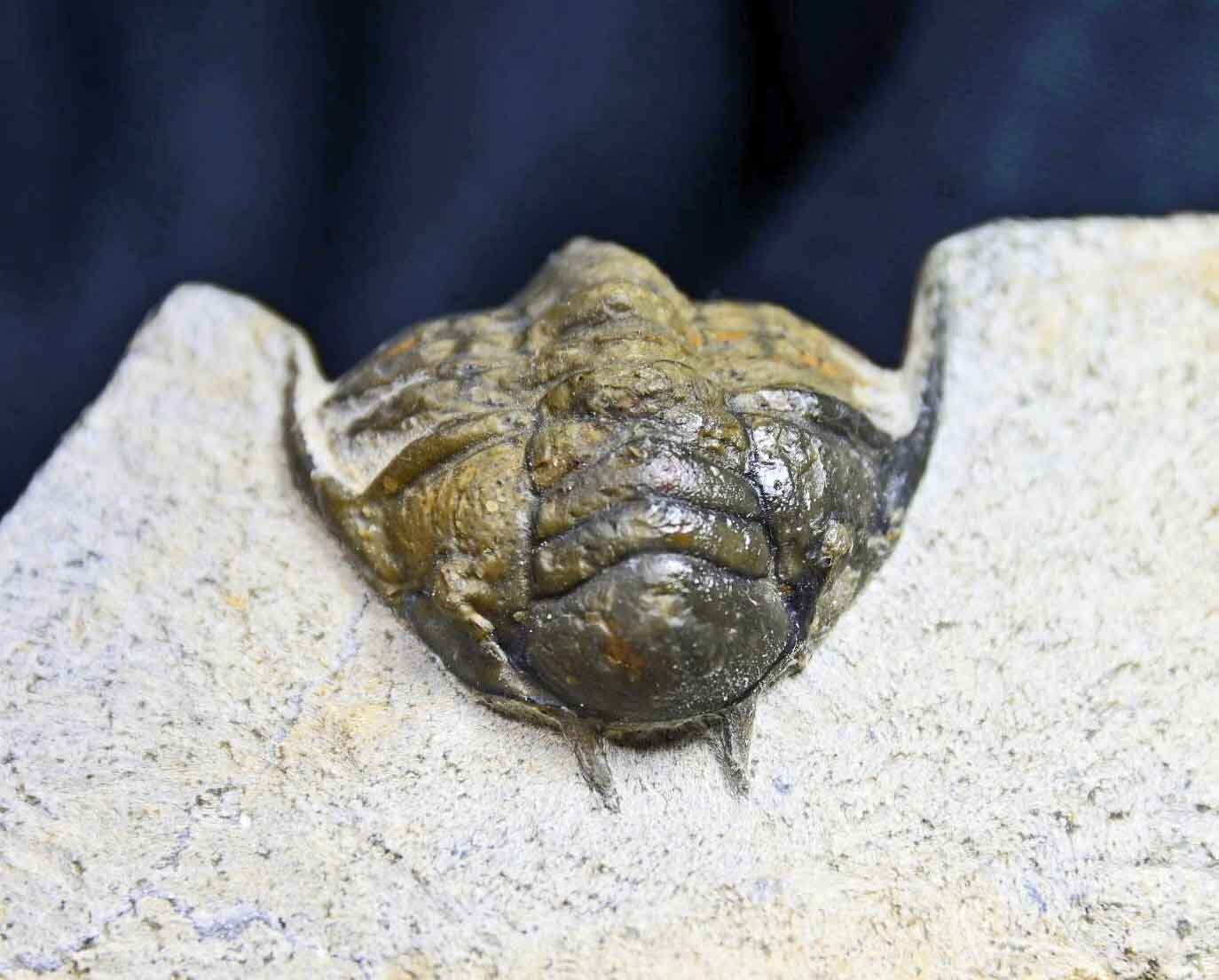 Pilletopeltis  (Crotalocephalus) maurus