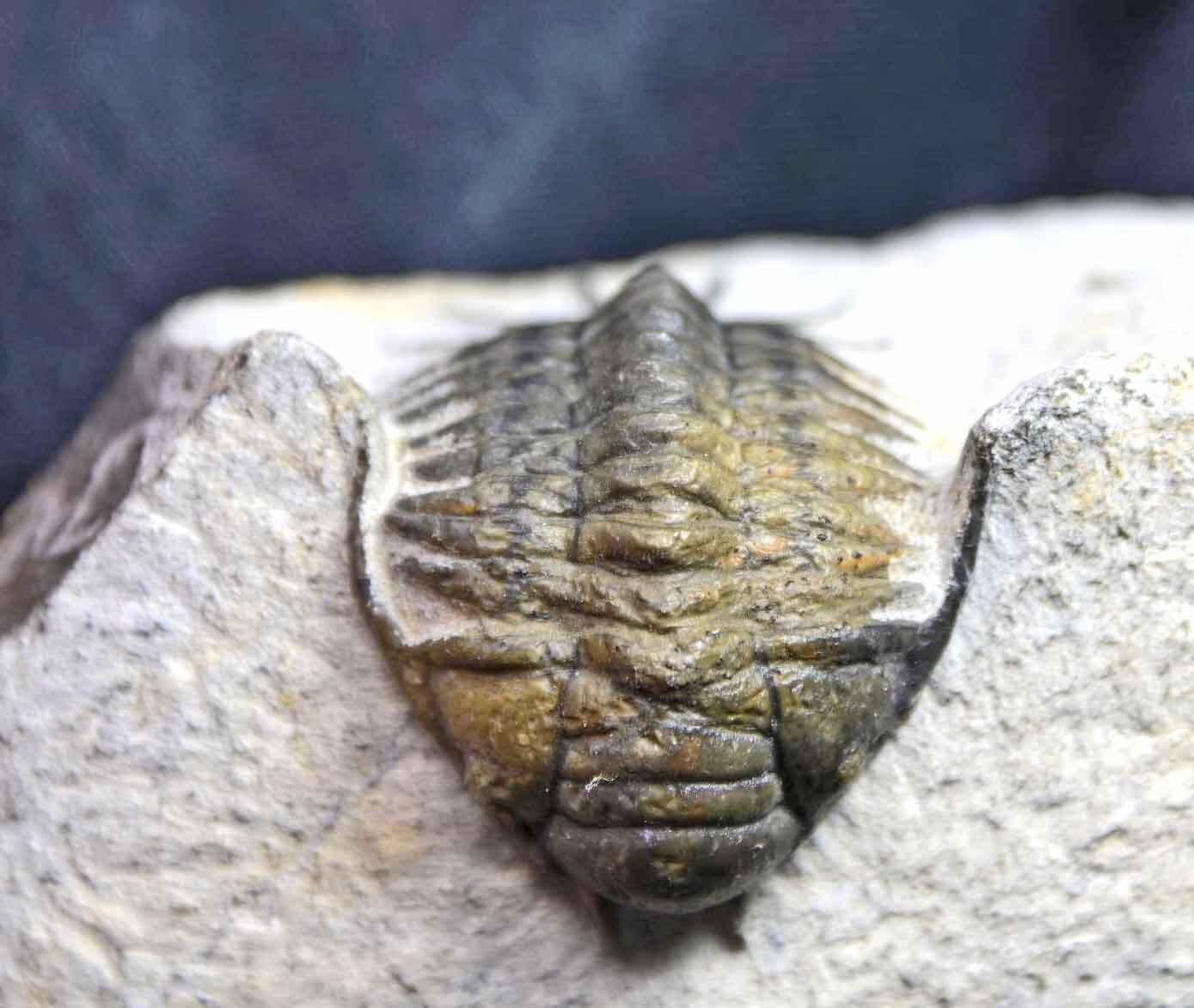 Pilletopeltis  (Crotalocephalus) maurus