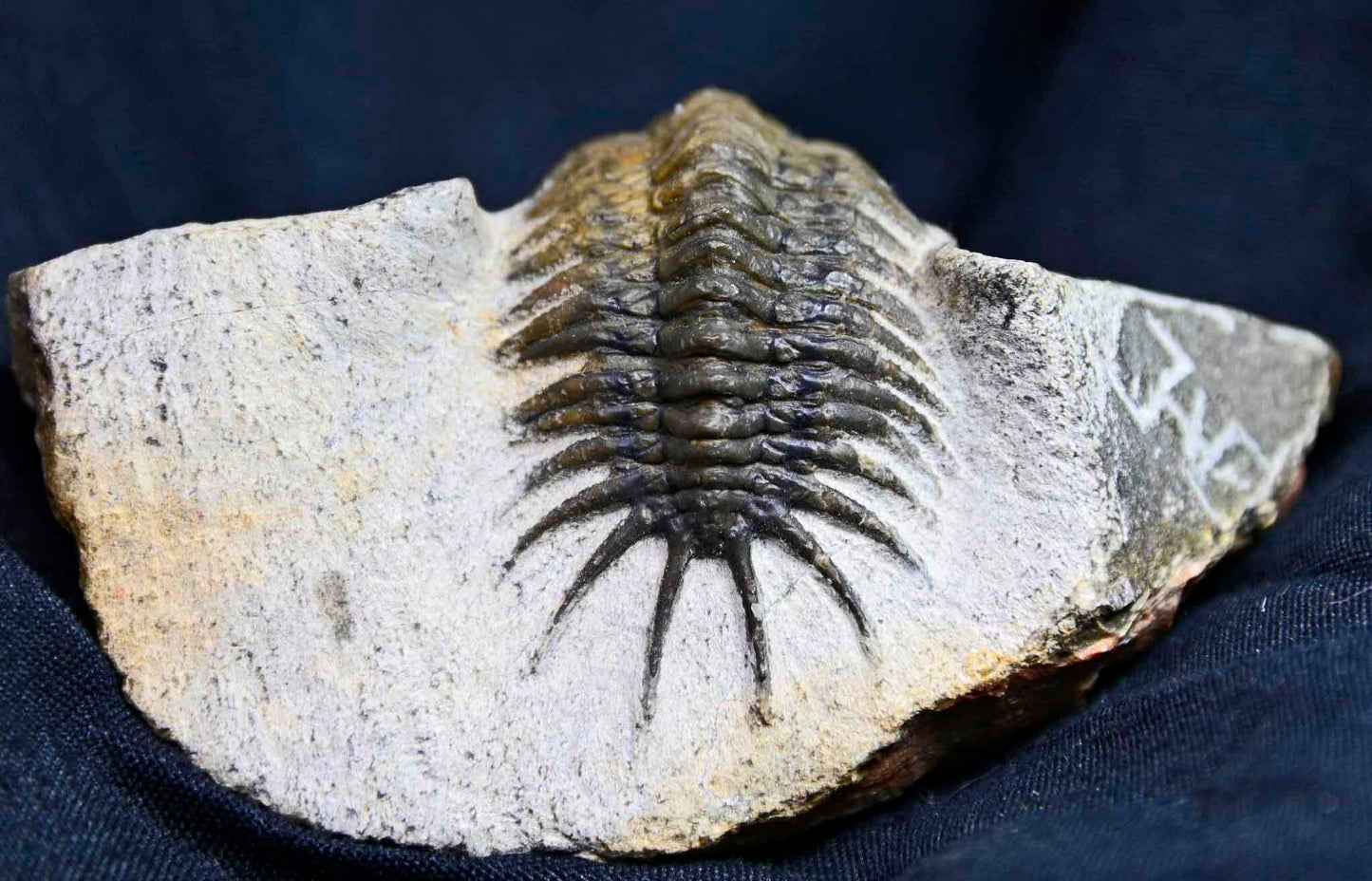 Pilletopeltis  (Crotalocephalus) maurus