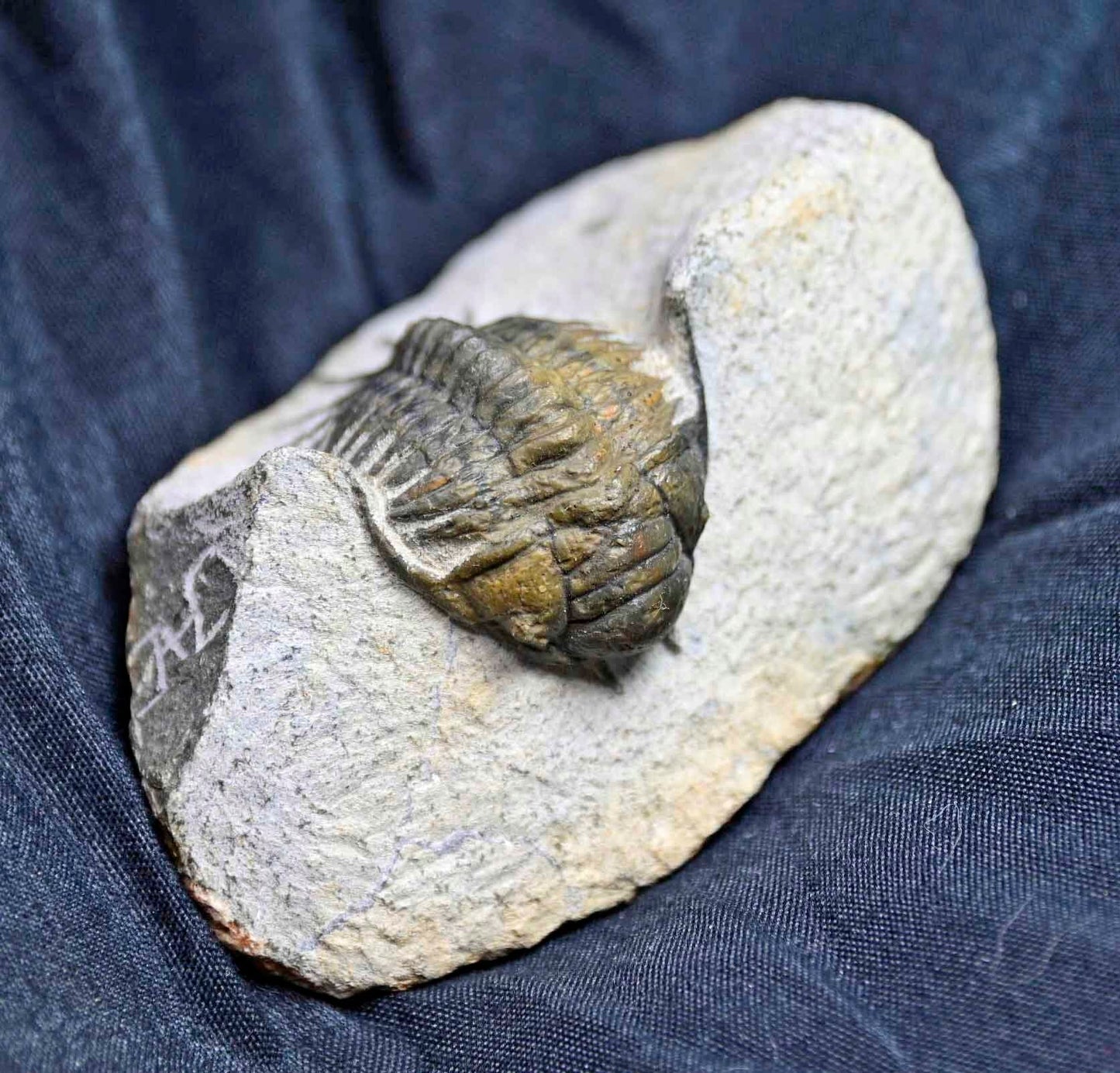 Pilletopeltis  (Crotalocephalus) maurus