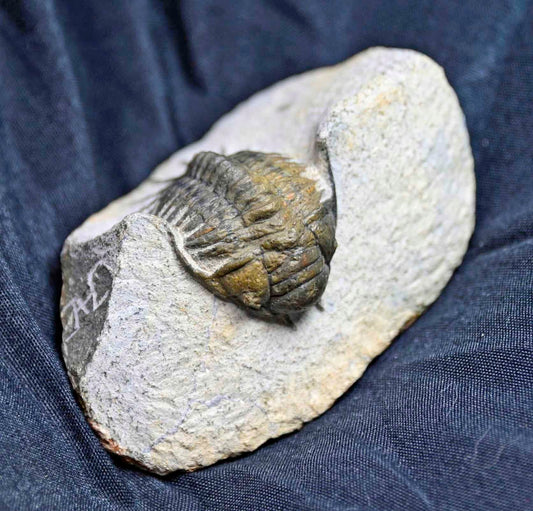 Pilletopeltis  (Crotalocephalus) maurus