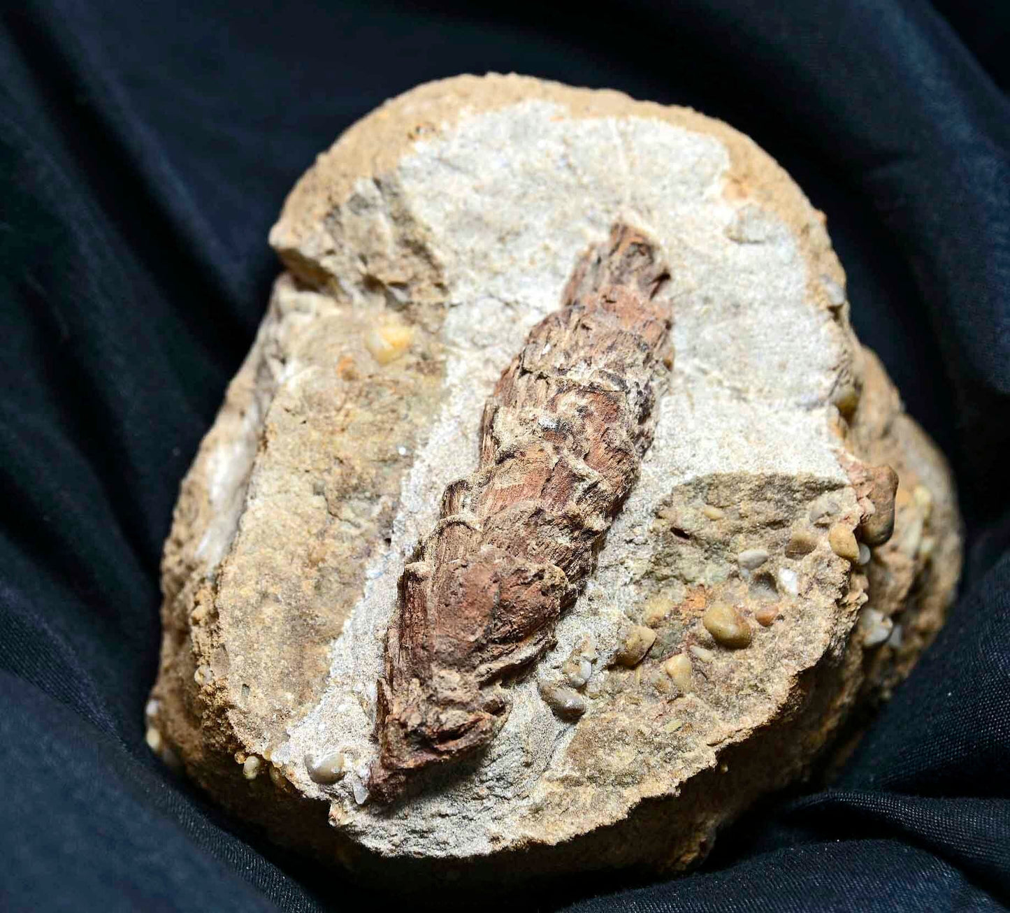 Pine Cone, Oligocene