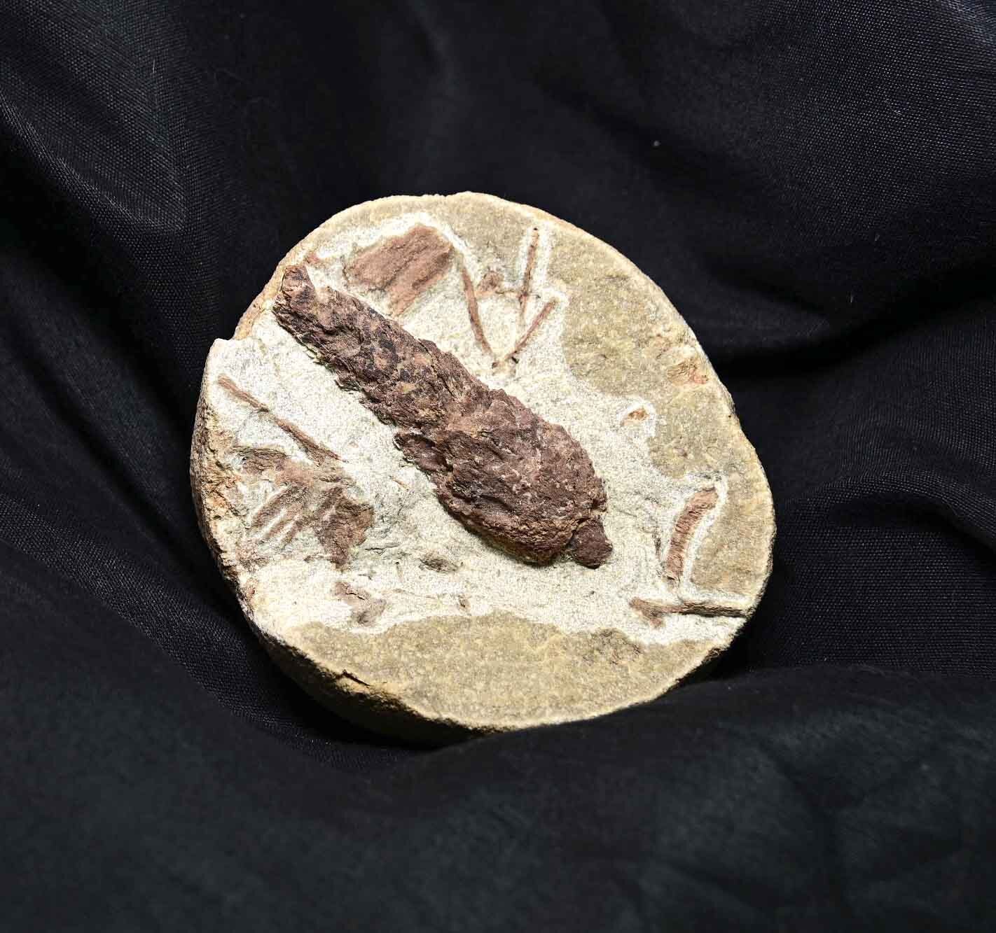 Pine Cone, Oligocene