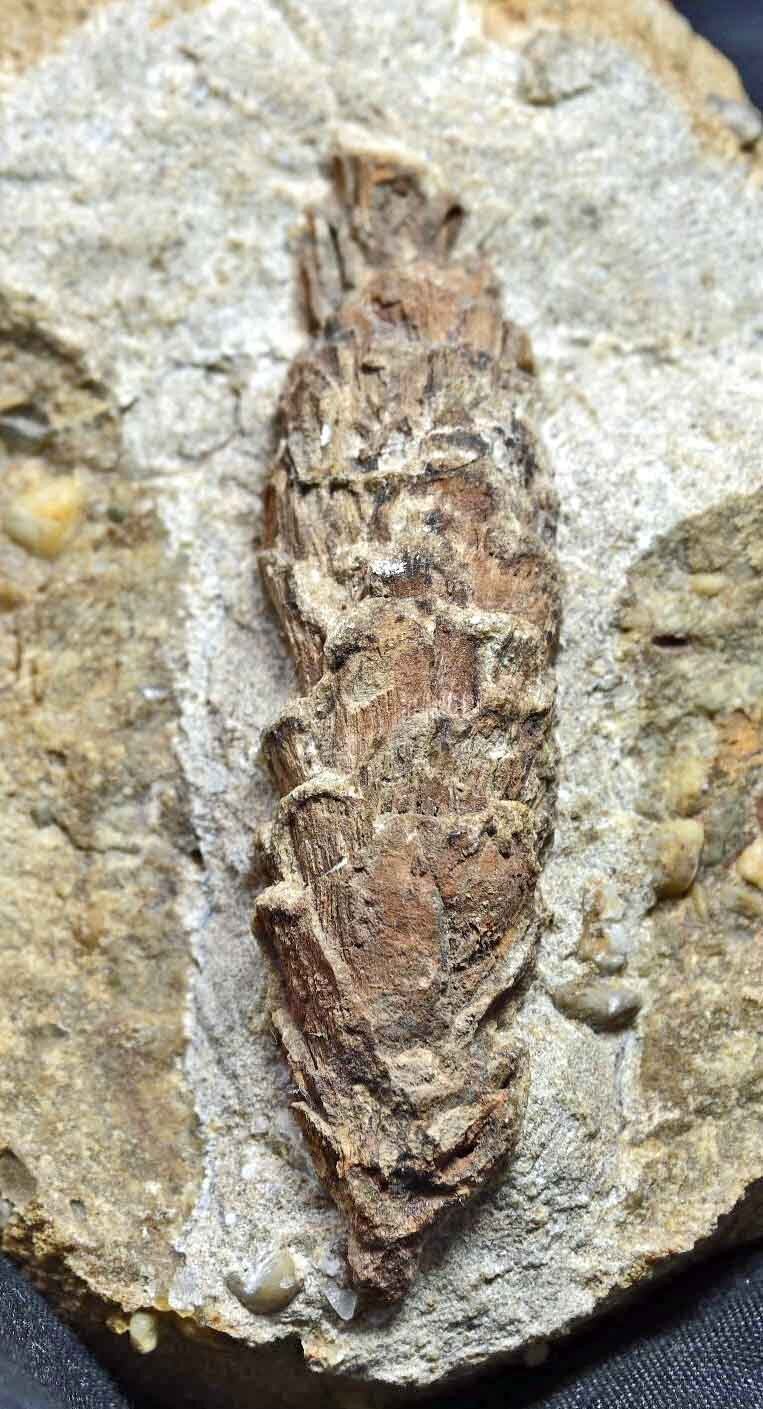 Pine Cone, Oligocene