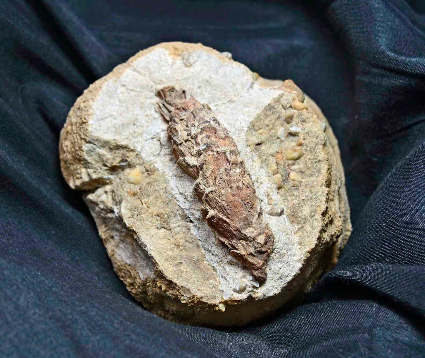 Pine Cone, Oligocene
