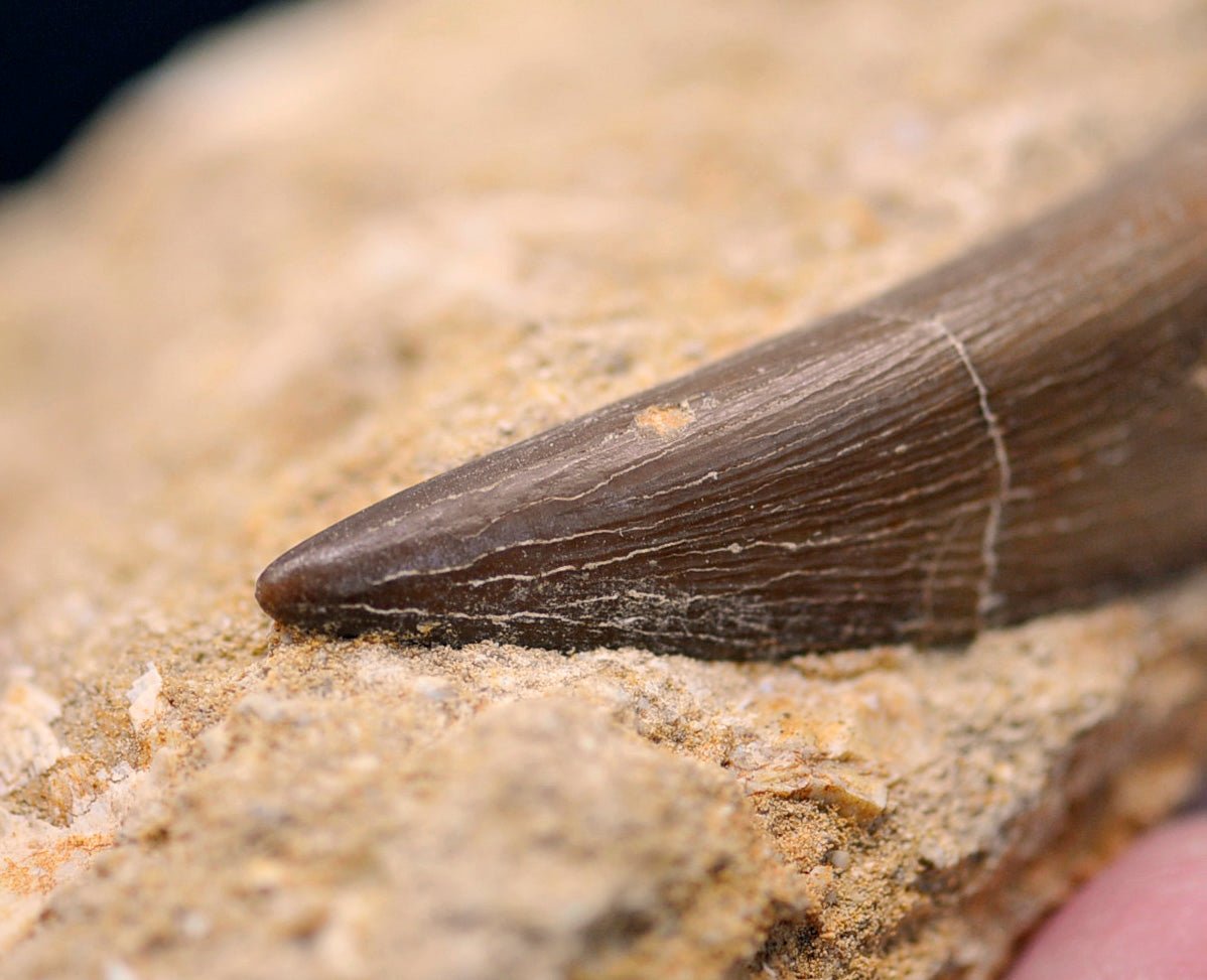 Plesiosaurus tooth in matrix