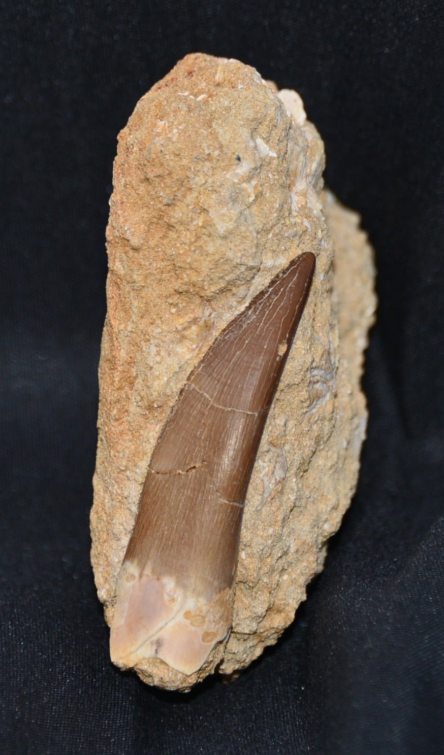 Plesiosaurus tooth in matrix