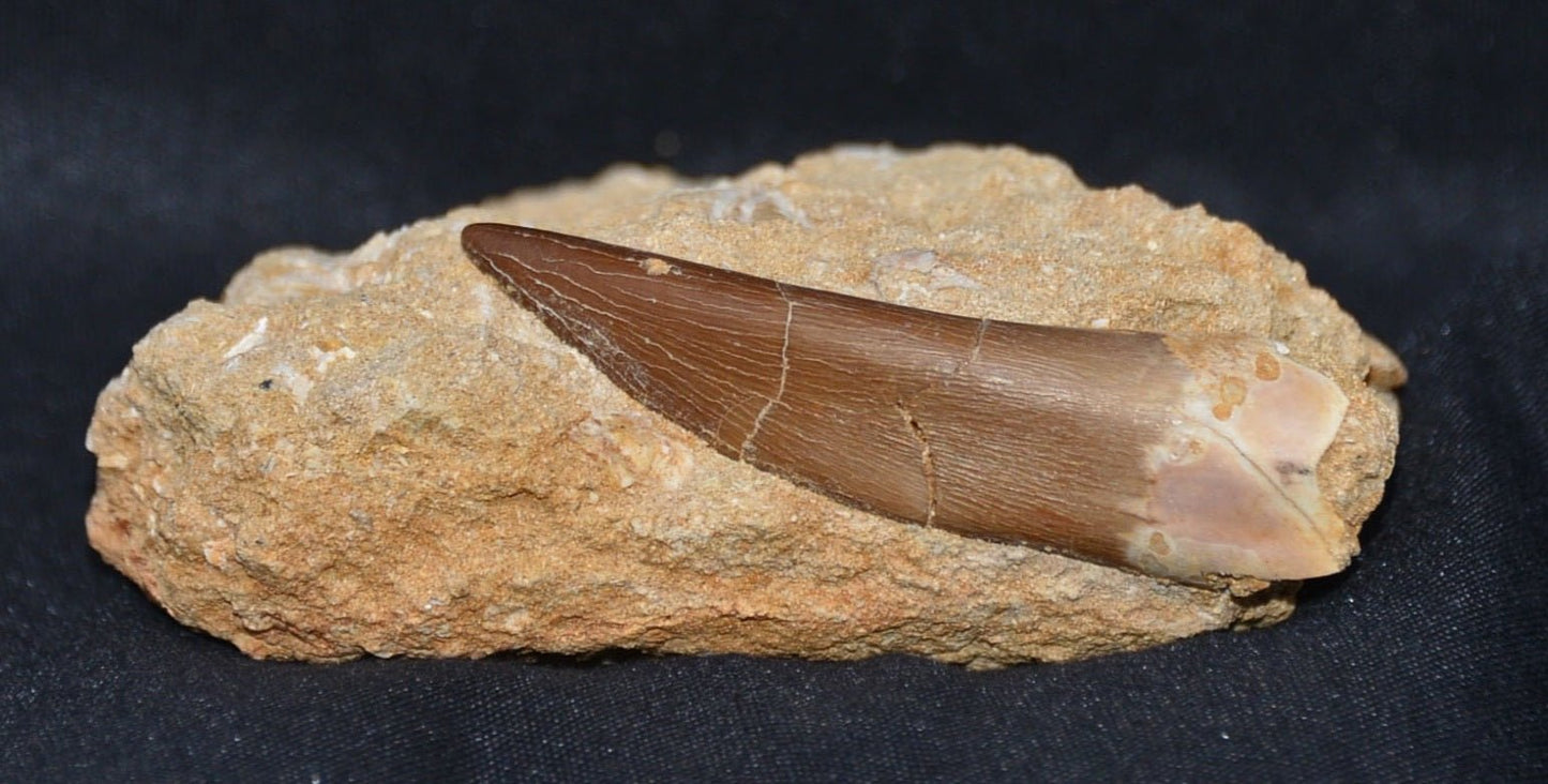 Plesiosaurus tooth in matrix