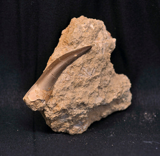 Plesiosaurus tooth in matrix