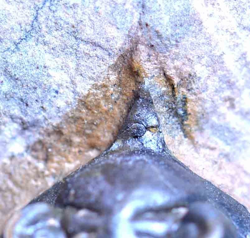 Pseudocryphaeus/ Cryphina