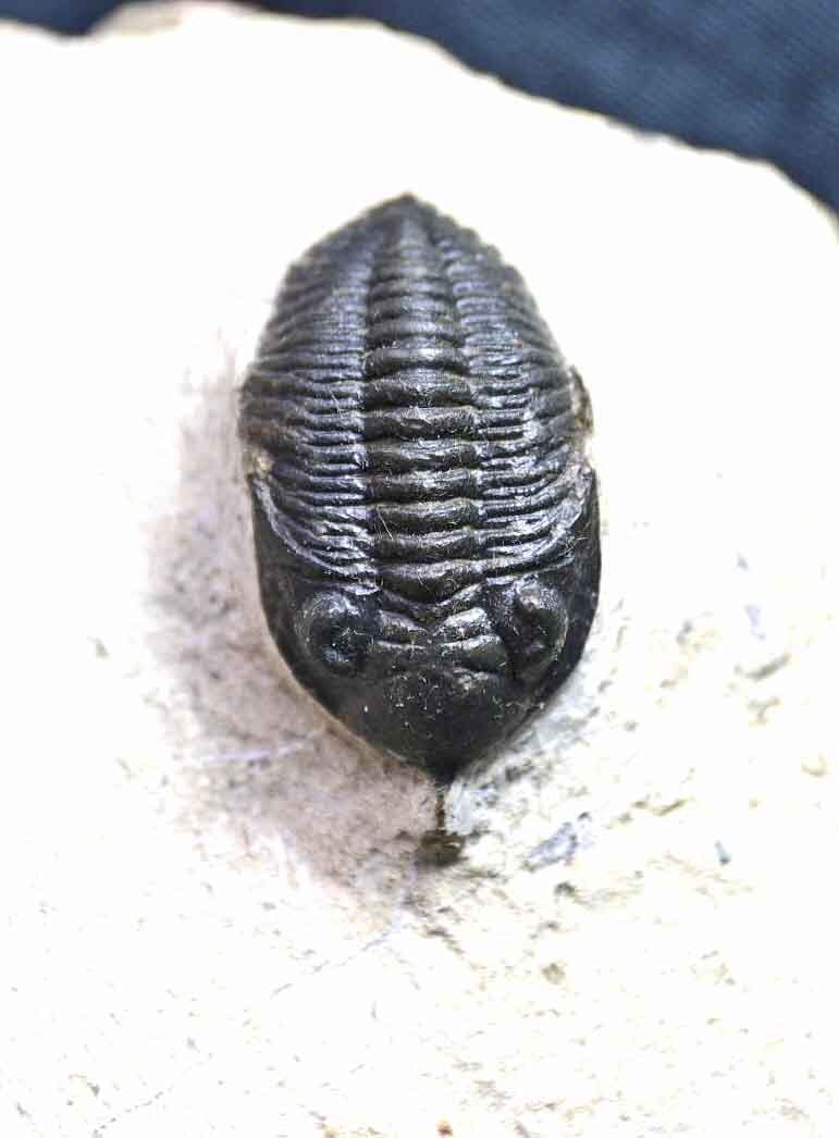 Pseudocryphaeus/ Cryphina