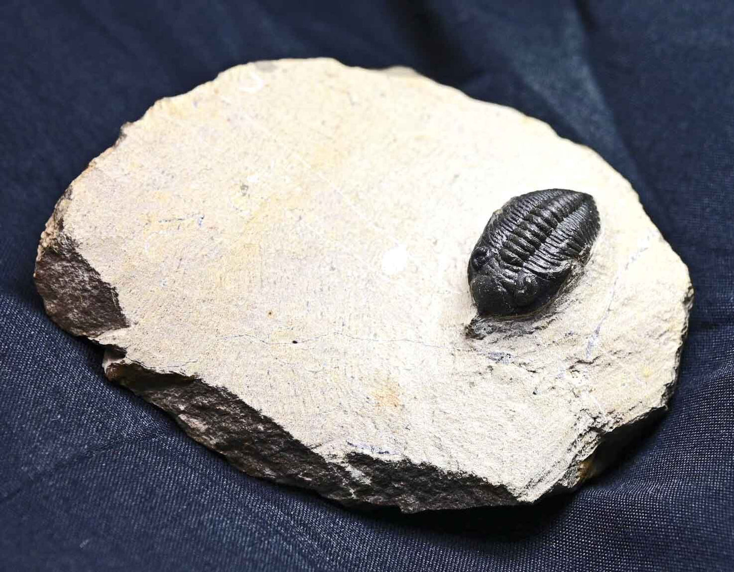 Pseudocryphaeus/ Cryphina