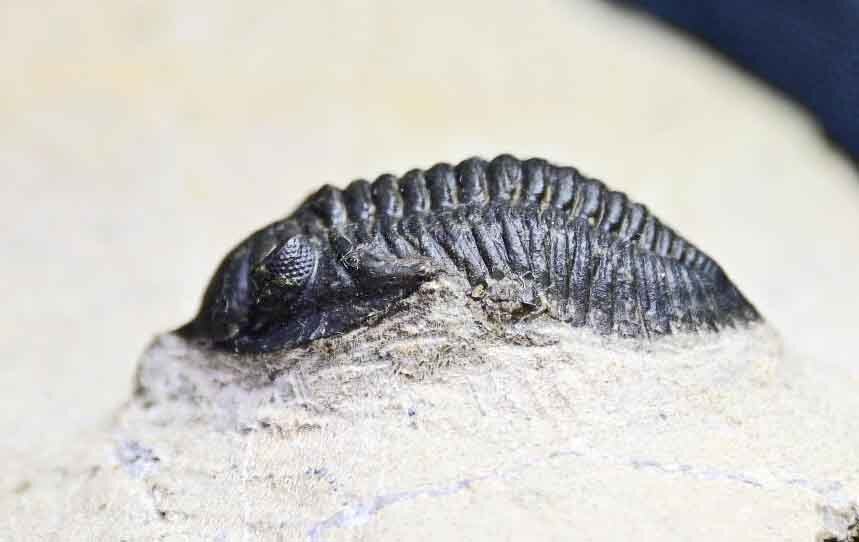 Pseudocryphaeus/ Cryphina