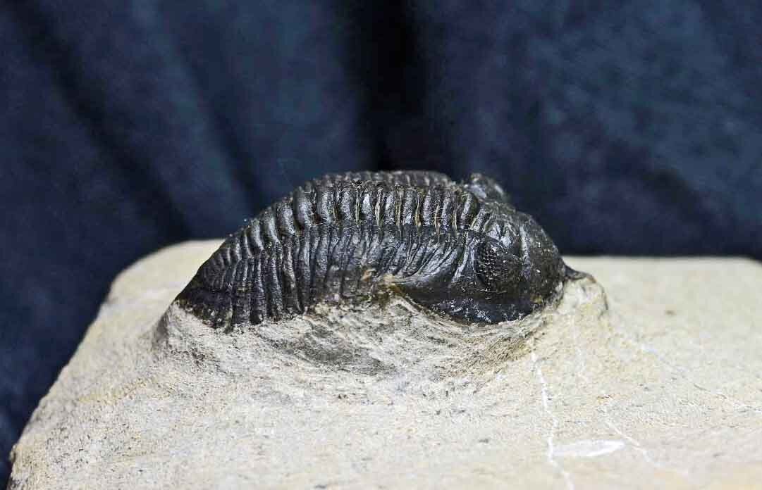 Pseudocryphaeus/ Cryphina