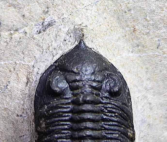 Pseudocryphaeus/ Cryphina