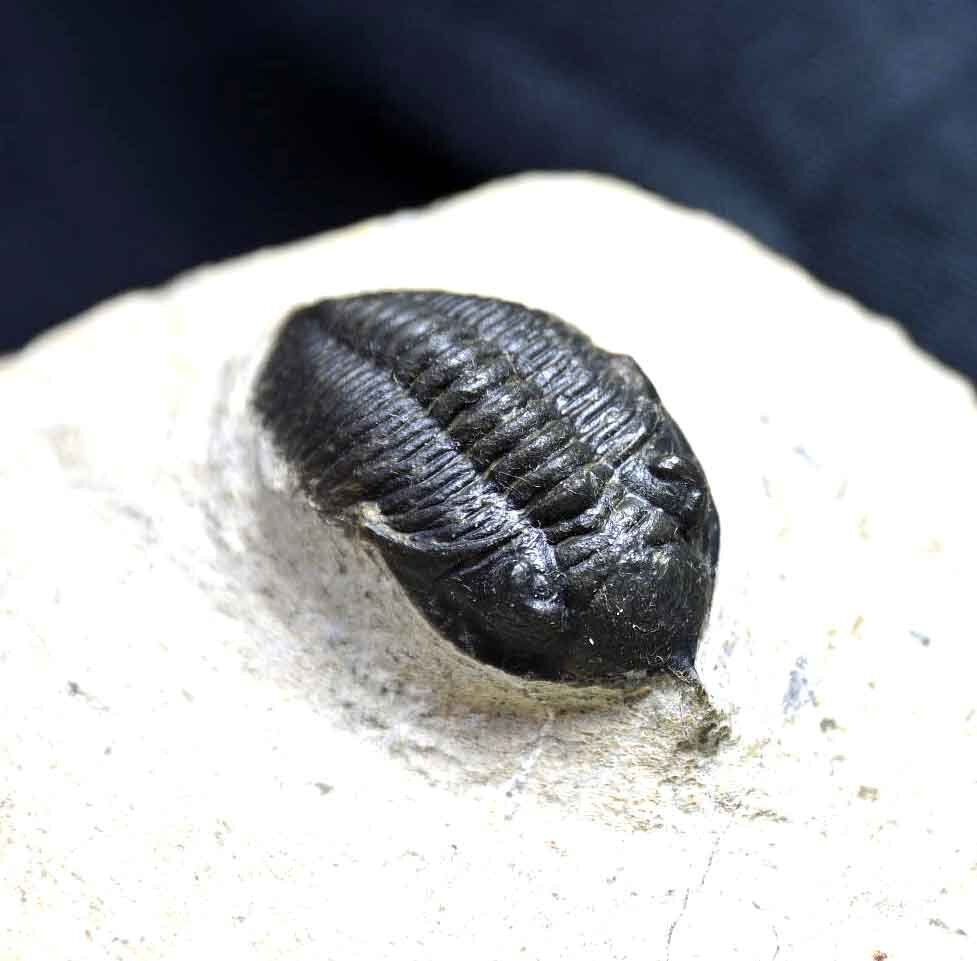 Pseudocryphaeus/ Cryphina