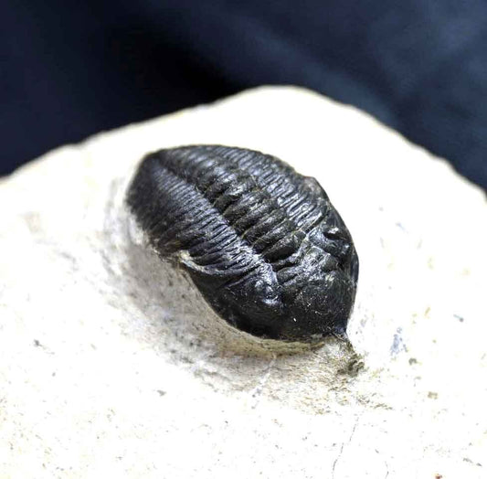 Pseudocryphaeus/ Cryphina