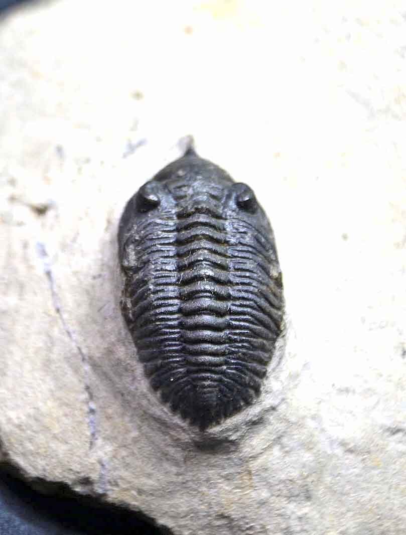 Pseudocryphaeus/ Cryphina