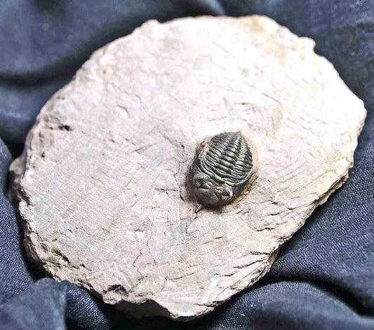 Pseudocryphaeus/ Cryphina