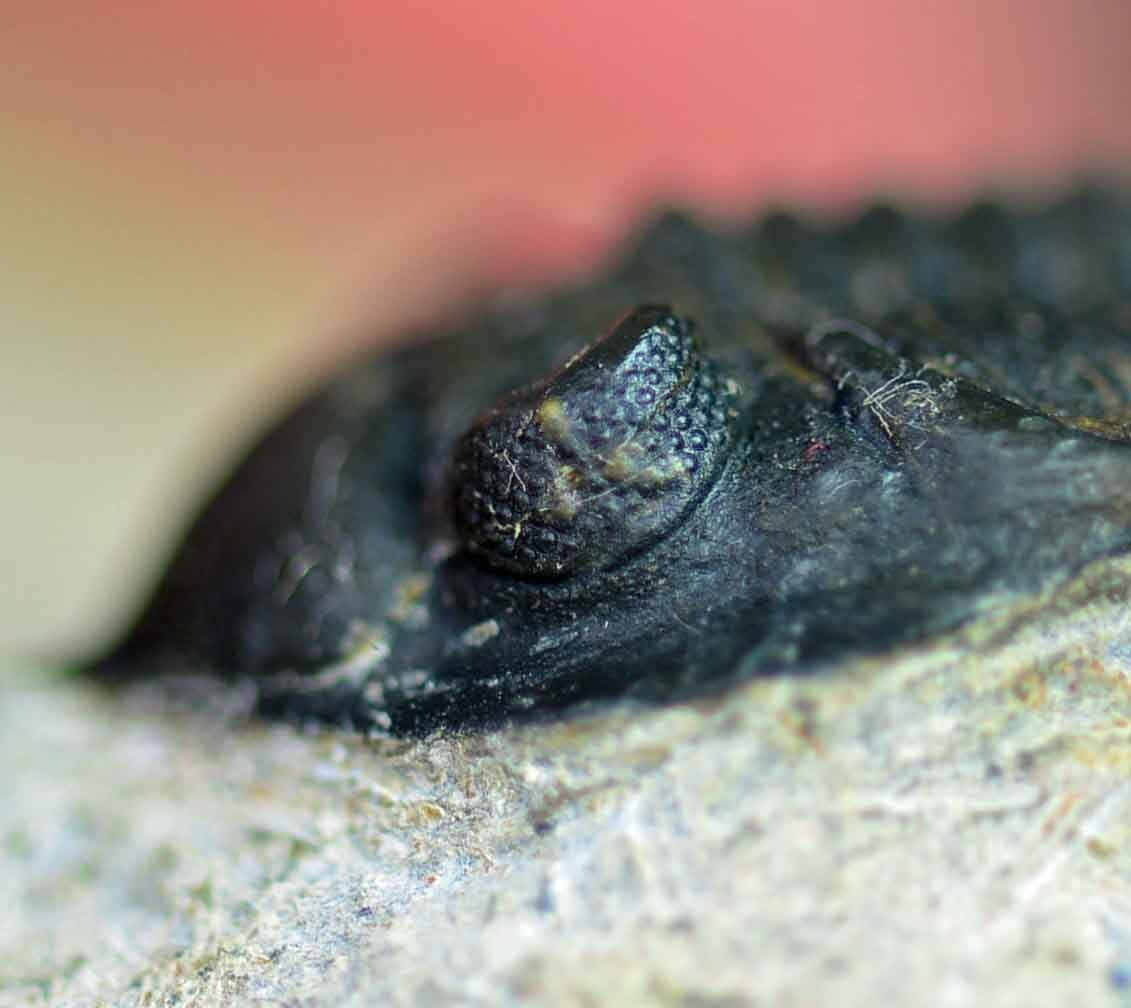 Pseudocryphaeus/ Cryphina