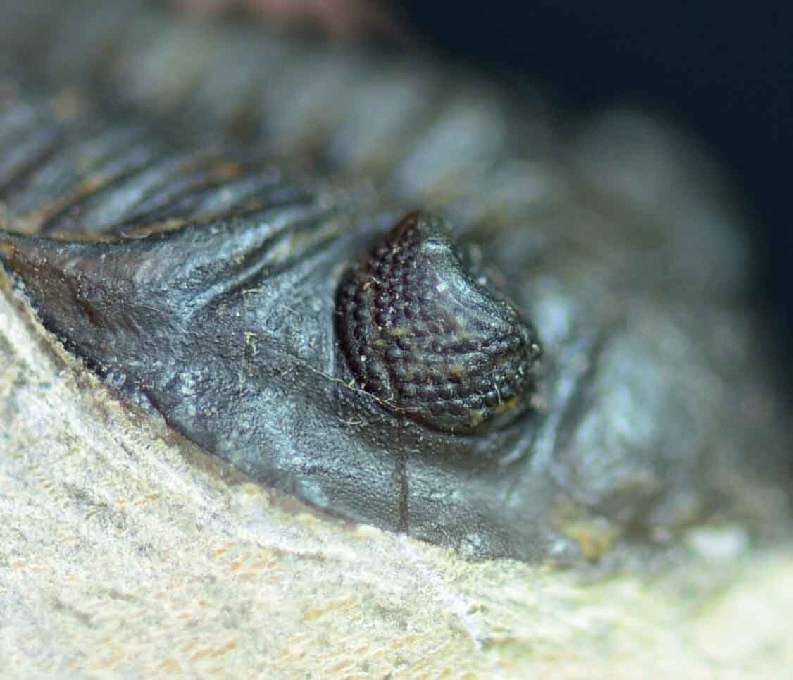 Pseudocryphaeus/ Cryphina