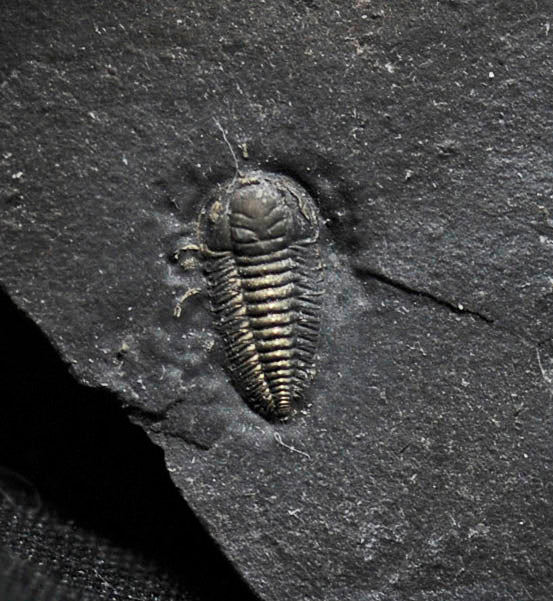 Pyritized Triarthrus eatoni trilobite