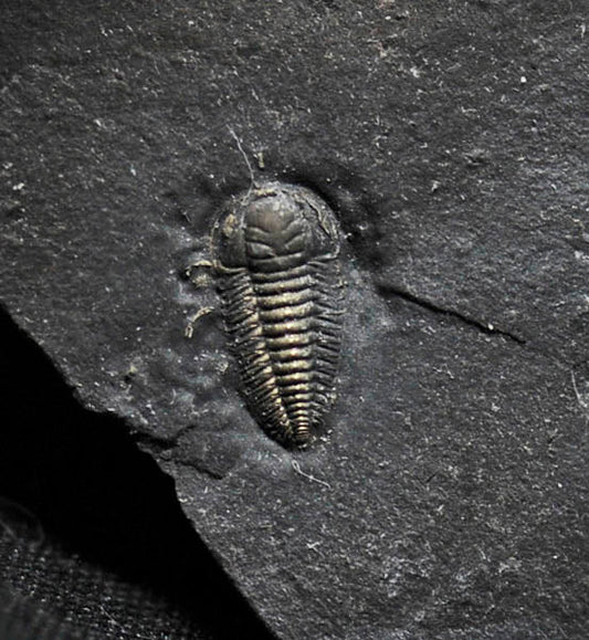 Pyritized Triarthrus eatoni trilobite