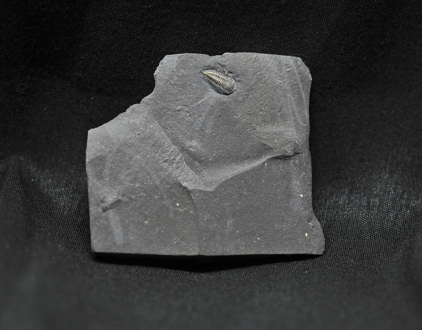 Pyritized Triarthrus eatoni trilobite