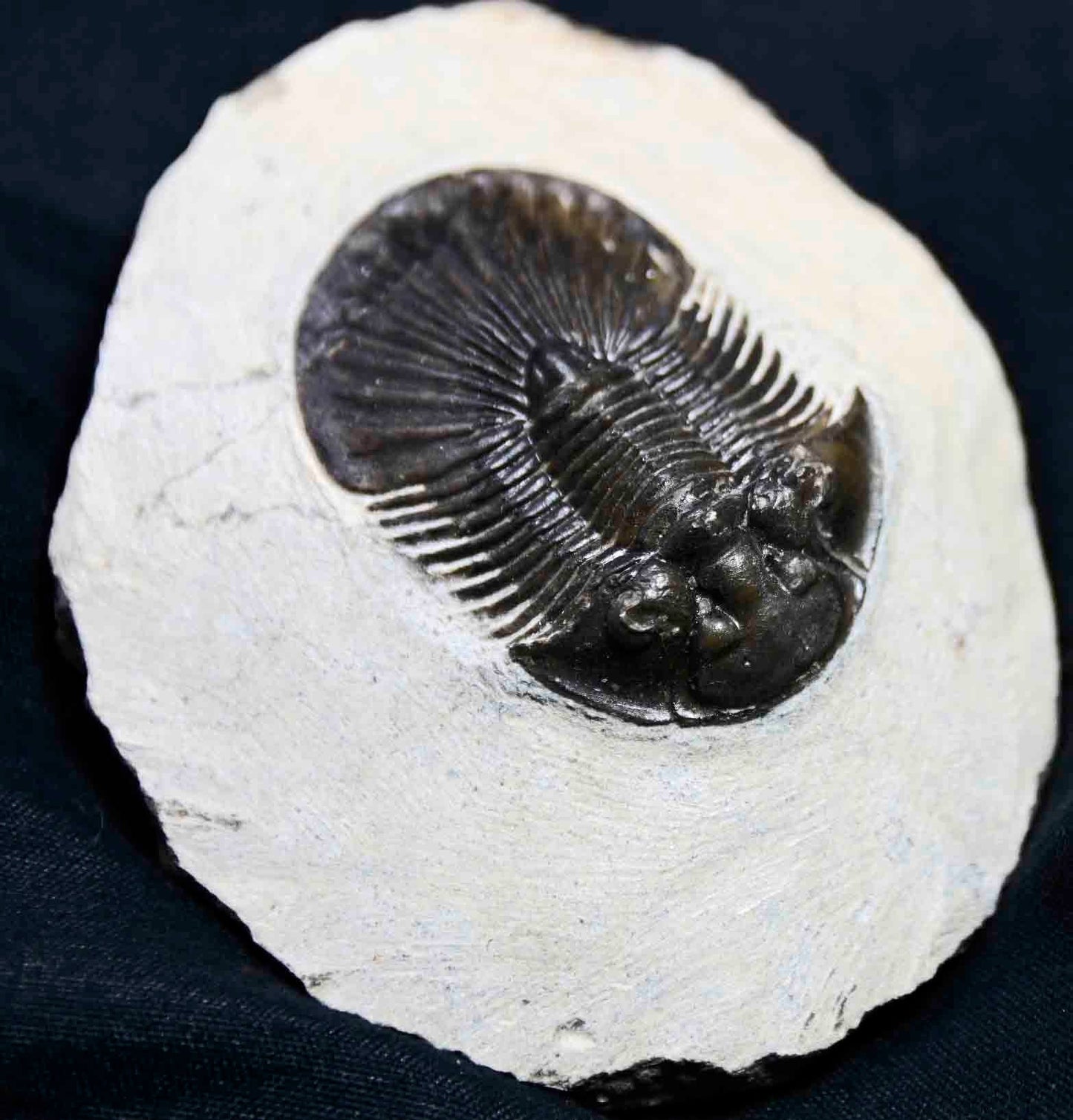 Scabriscutellum hammadi