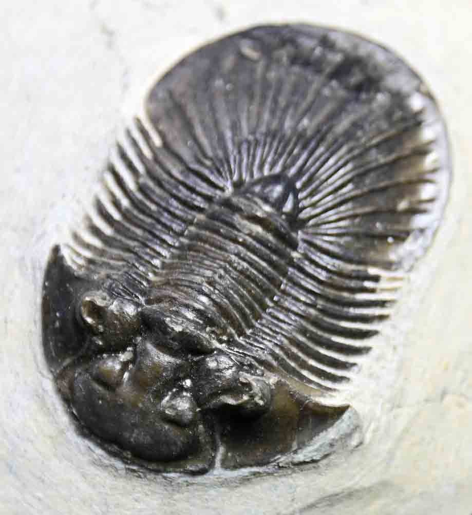 Scabriscutellum hammadi