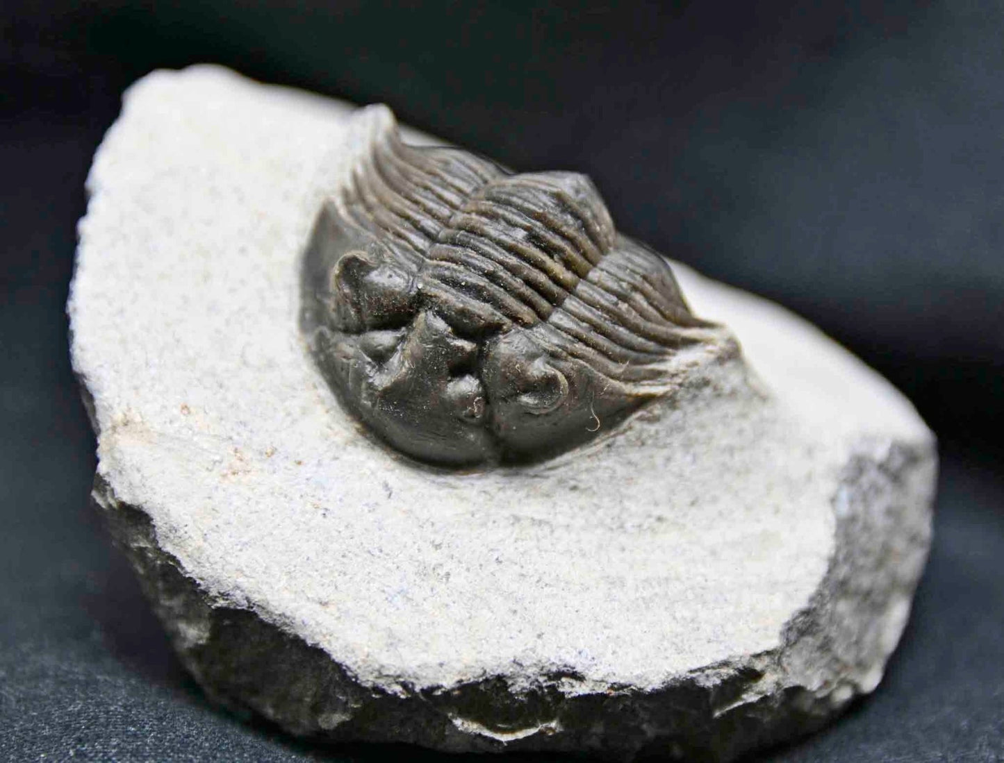 Scabriscutellum hammadi