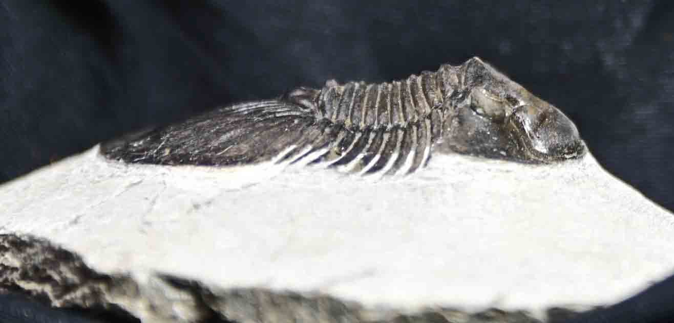 Scabriscutellum hammadi