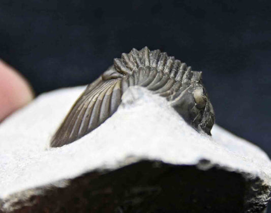 Scabriscutellum hammadi