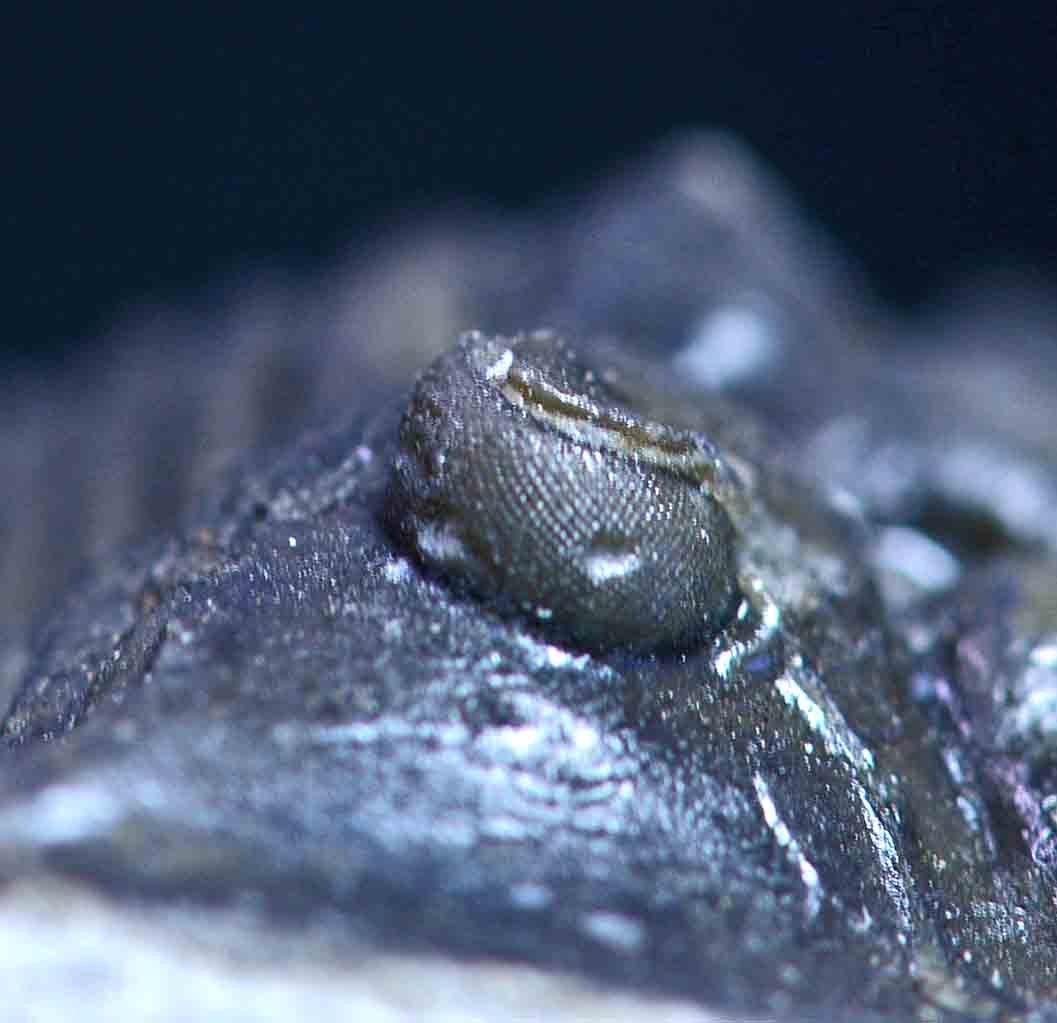 Scabriscutellum hammadi