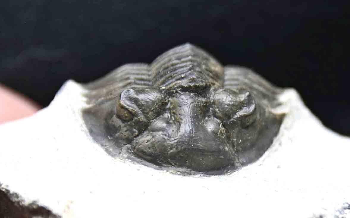 Scabriscutellum hammadi