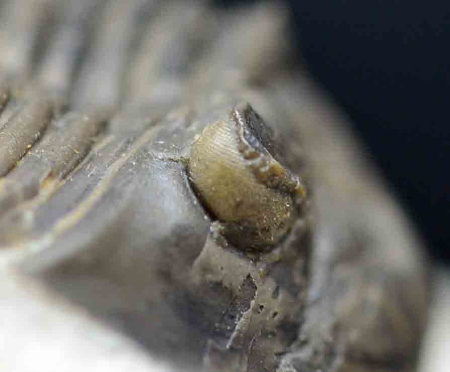 Scabriscutellum hammadi