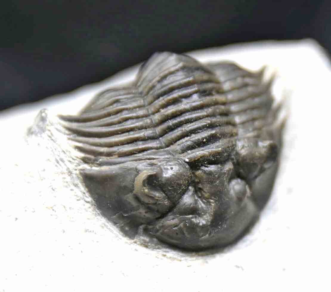 Scabriscutellum hammadi