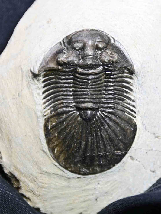 Scabriscutellum hammadi