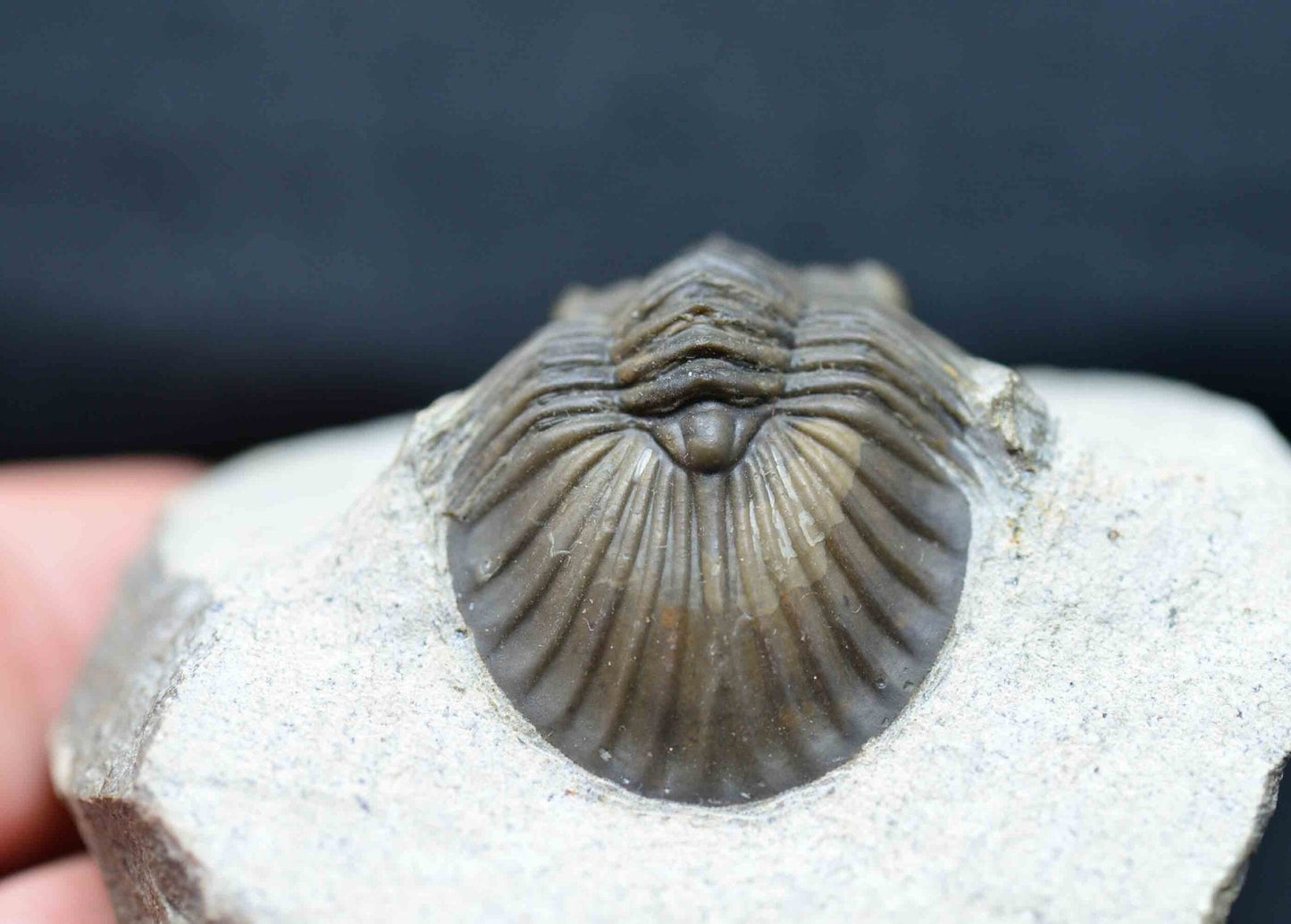 Scabriscutellum hammadi