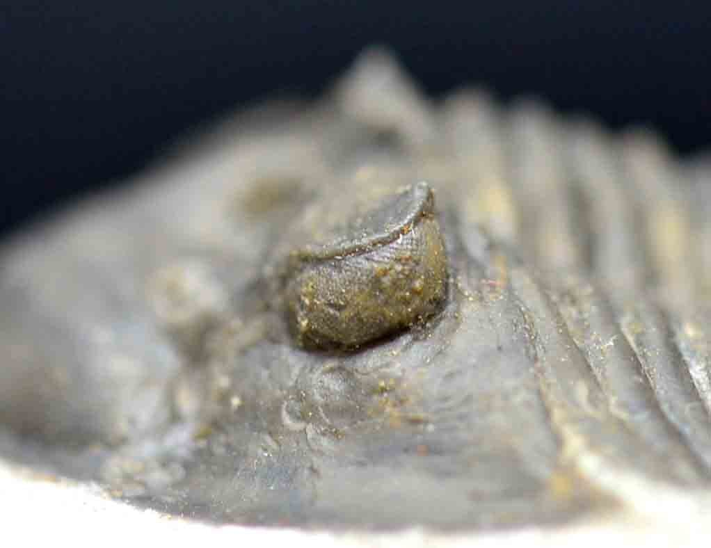 Scabriscutellum hammadi