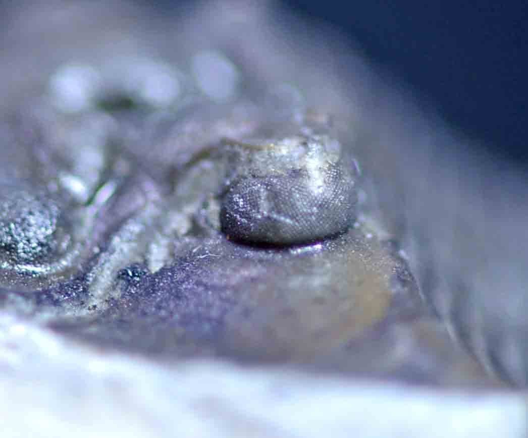 Scabriscutellum hammadi