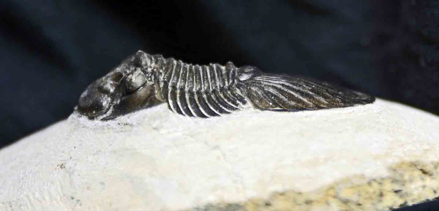 Scabriscutellum hammadi