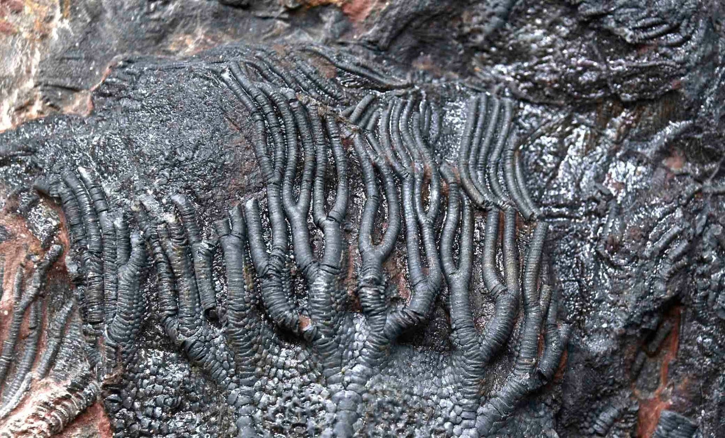 Scyphocrinites cf.elegans