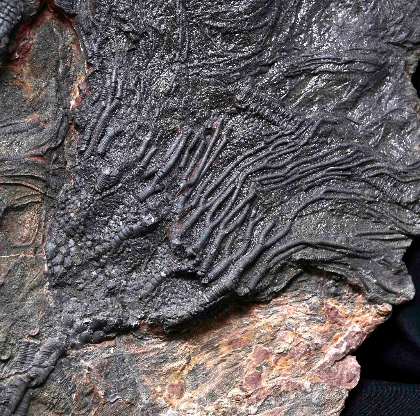 Scyphocrinites cf.elegans