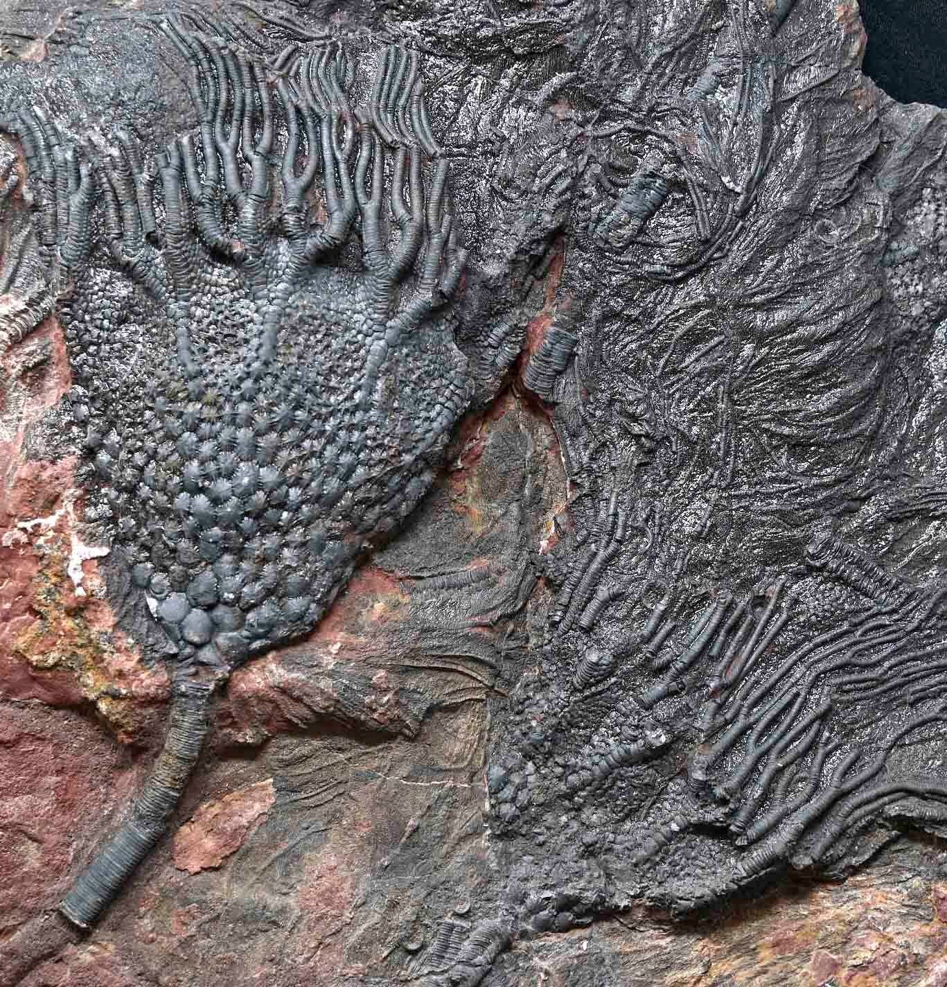 Scyphocrinites cf.elegans