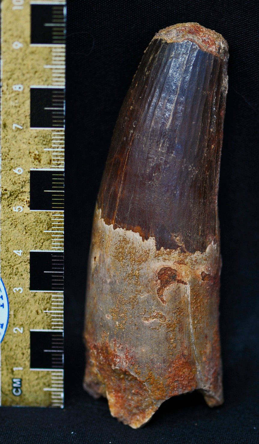 Spinosaurus tooth 3.65 "