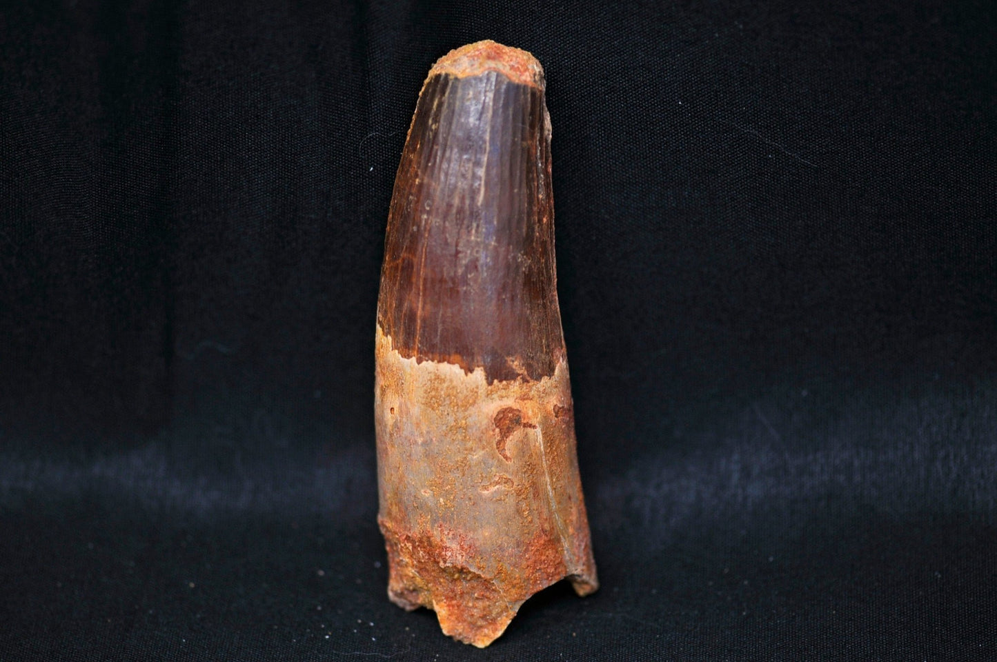 Spinosaurus tooth 3.65 "