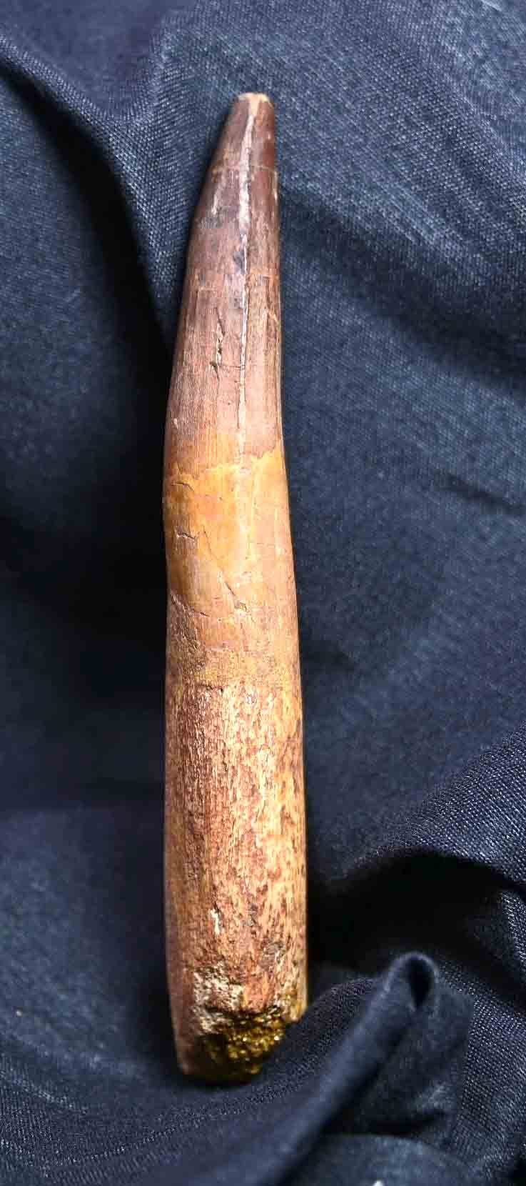 Spinosaurus tooth 4.99"